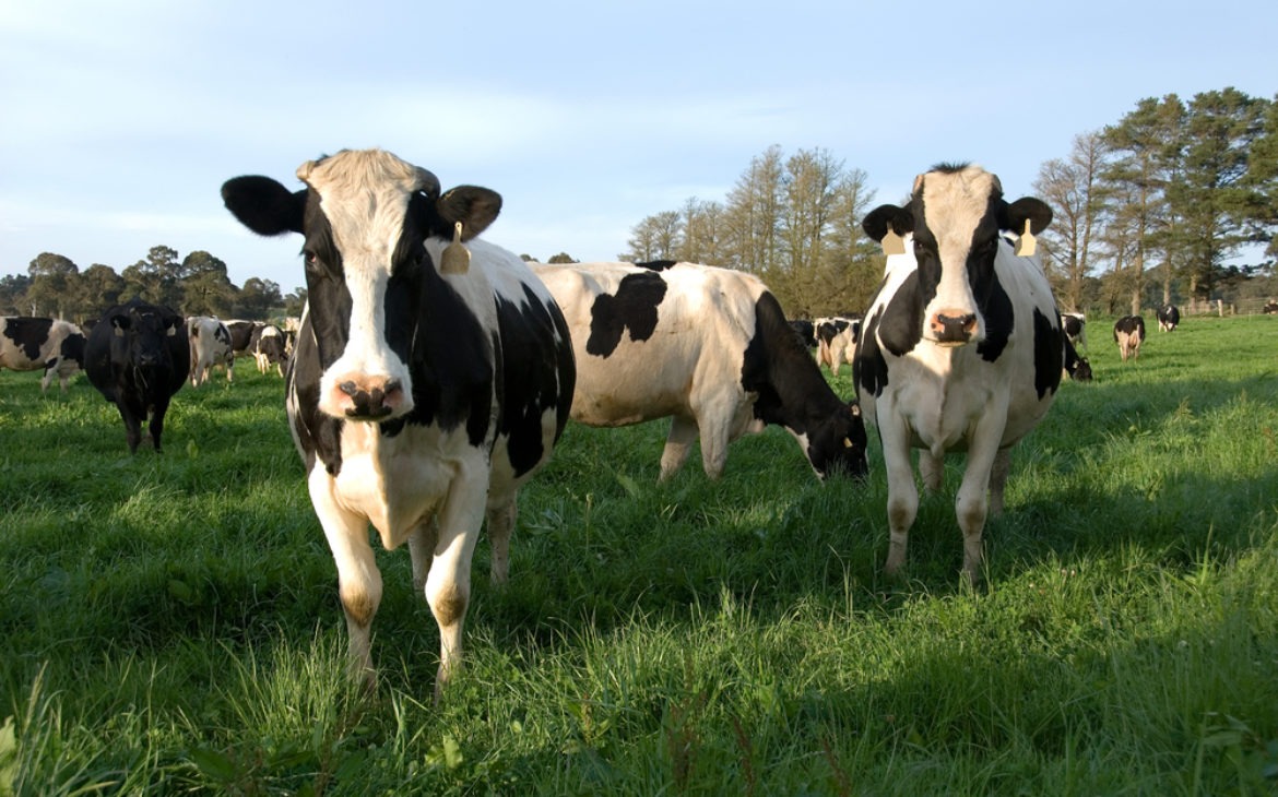 Brojanje stoke pomoću AI i 5G tehnologija